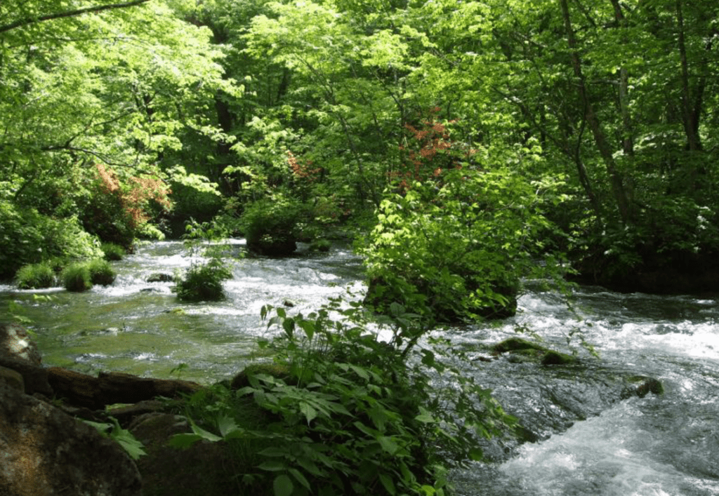 【2024奧入瀨溪流】| 交通詳解 &星野飯店訂房攻略，注意事項懶人包