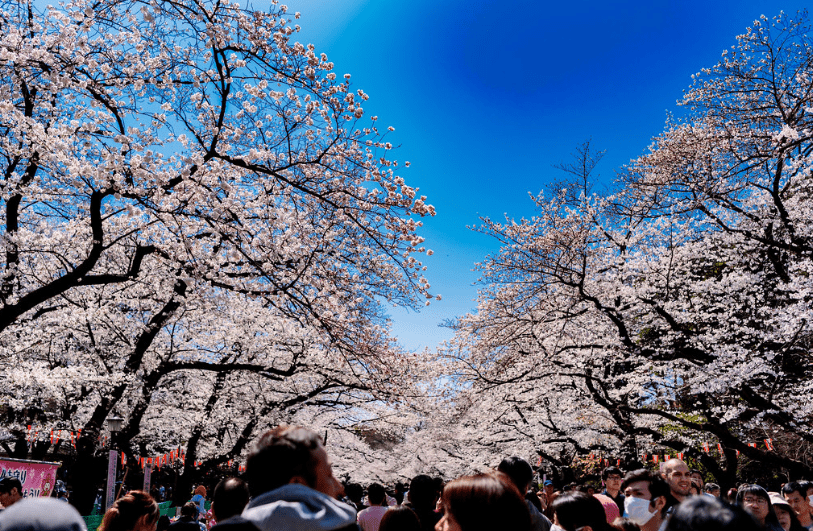2025東京賞櫻攻略】|3/23開花&3/31開滿，東京賞櫻5大熱門地點&2大私房行程