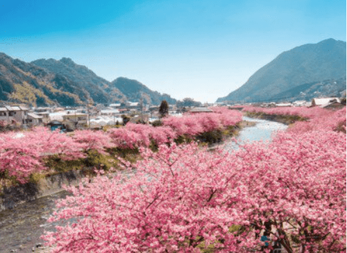 (1/24更新)【2025日本賞櫻攻略】|開花滿花預測表：3大櫻花前線&Top5票選賞櫻景點