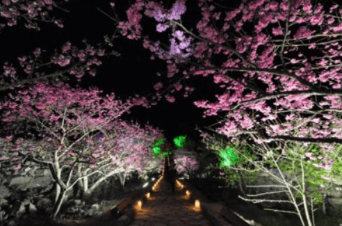 (1/24更新)【2025日本賞櫻攻略】|開花滿花預測表：3大櫻花前線&Top5票選賞櫻景點