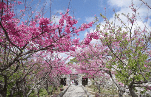 (1/24更新)【2025日本賞櫻攻略】|開花滿花預測表：3大櫻花前線&Top5票選賞櫻景點