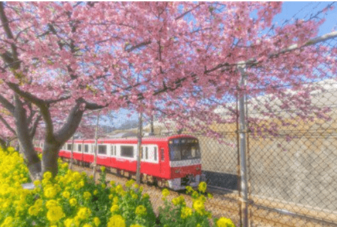 (1/24更新)【2025日本賞櫻攻略】|開花滿花預測表：3大櫻花前線&Top5票選賞櫻景點