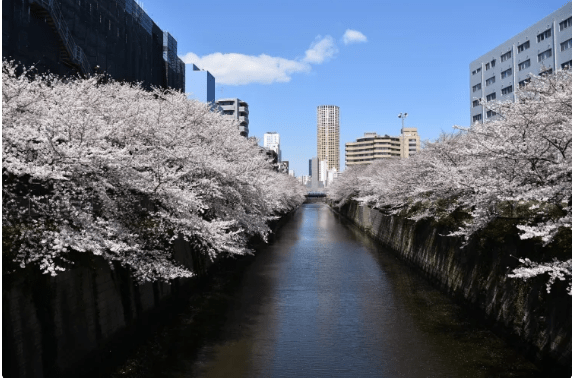 2025東京賞櫻攻略】|3/23開花&3/31開滿，東京賞櫻5大熱門地點&2大私房行程