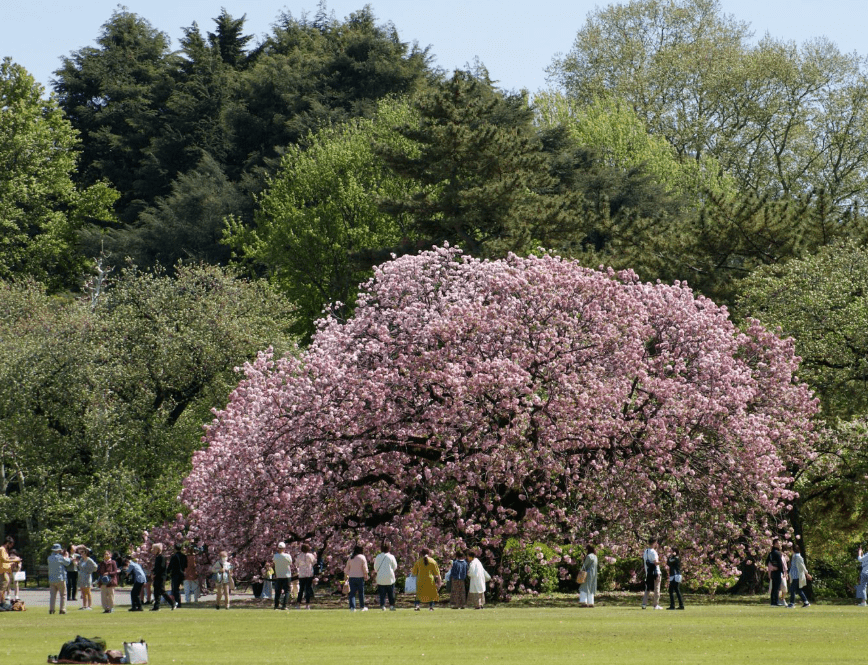 2025東京賞櫻攻略】|3/23開花&3/31開滿，東京賞櫻5大熱門地點&2大私房行程