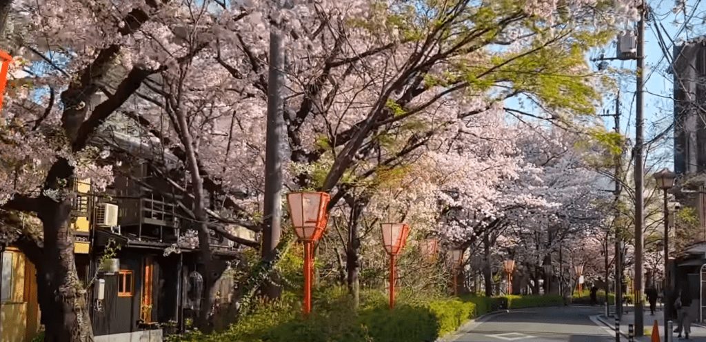 (1/24更新)【2025日本賞櫻攻略】|開花滿花預測表：3大櫻花前線&Top5票選賞櫻景點