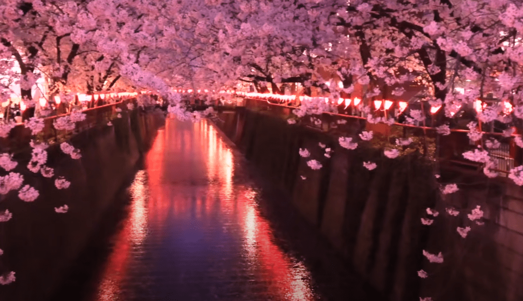 2025東京賞櫻攻略】|3/23開花&3/31開滿，東京賞櫻5大熱門地點&2大私房行程