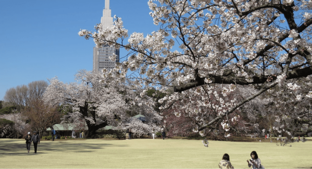 2025東京賞櫻攻略】|3/23開花&3/31開滿，東京賞櫻5大熱門地點&2大私房行程