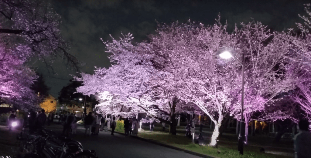 2025東京賞櫻攻略】|3/23開花&3/31開滿，東京賞櫻5大熱門地點&2大私房行程