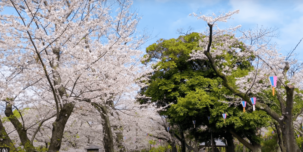 2025東京賞櫻攻略】|3/23開花&3/31開滿，東京賞櫻5大熱門地點&2大私房行程