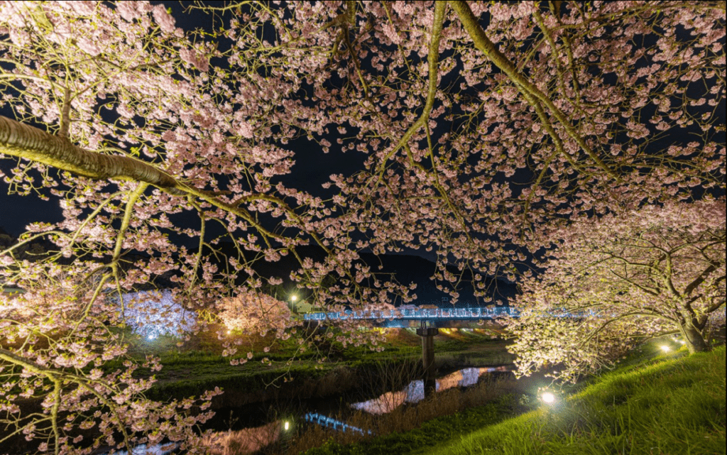 (1/24更新)【2025日本賞櫻攻略】|開花滿花預測表：3大櫻花前線&Top5票選賞櫻景點