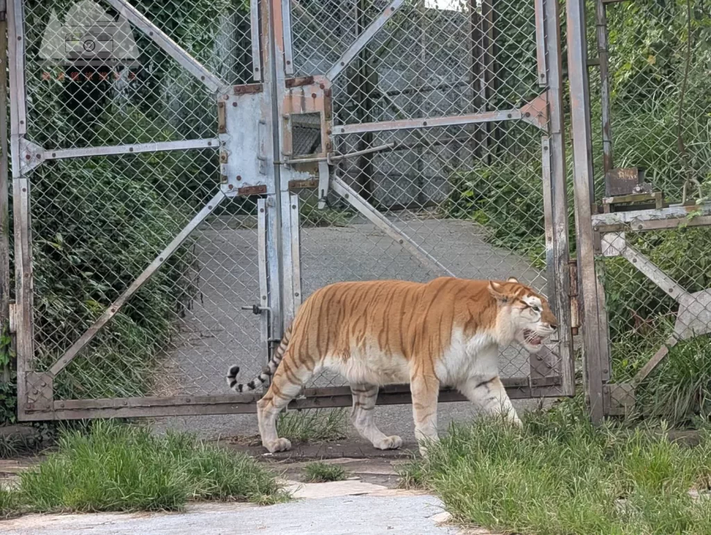 【2025九州自然動物園攻略】 | 自駕隱藏玩法：門票套票、叢林巴士預約