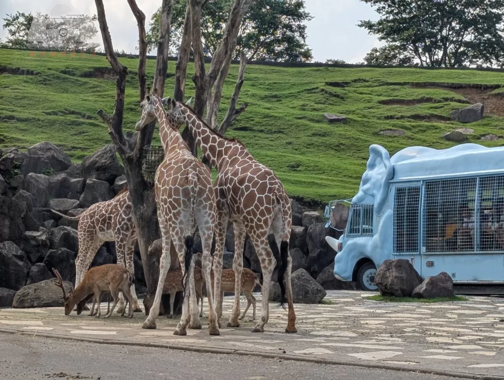 【2025九州自然動物園攻略】 | 自駕隱藏玩法：門票套票、叢林巴士預約