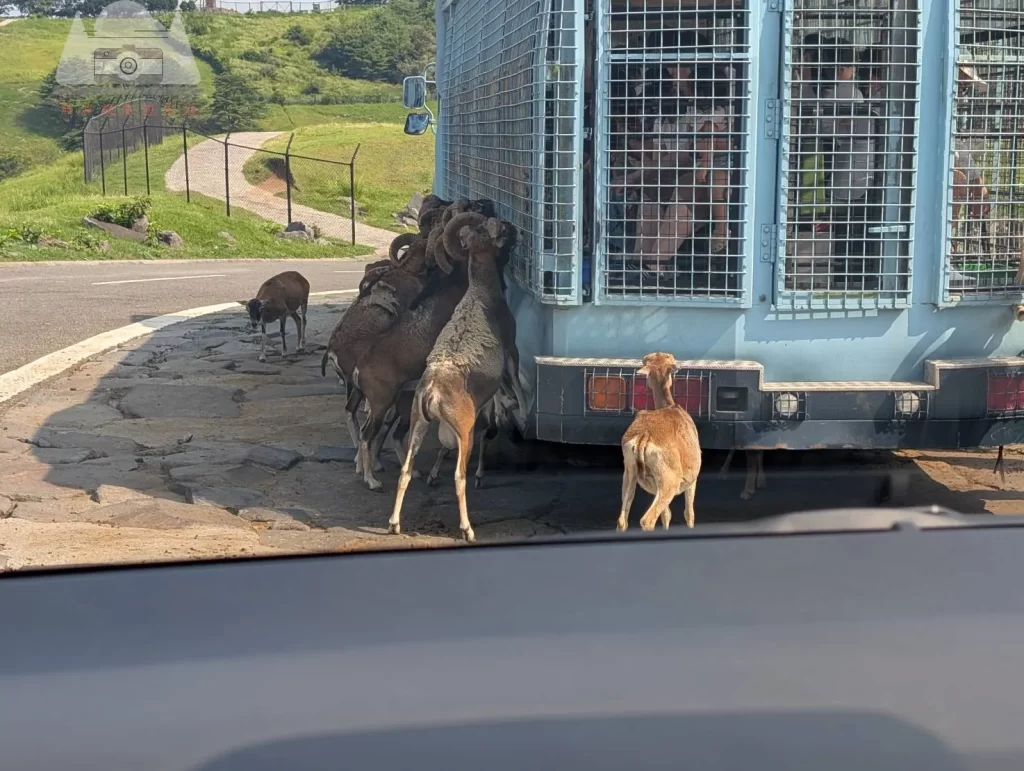 【2025九州自然動物園攻略】 | 自駕隱藏玩法：門票套票、叢林巴士預約